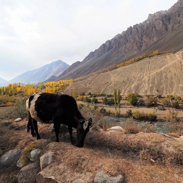 Pashto lernen, Pashto Sprachkurs